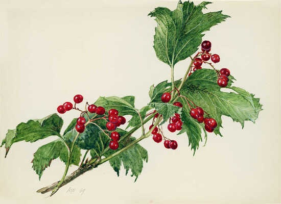 Шипиленко Александр Кузьмич. Лот из двух рисунков 